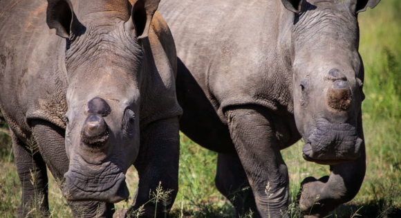 Anantara Stanley & Livingstone Celebrates the Arrival of White Rhino for World Rhino Day