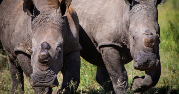 Anantara Stanley & Livingstone Celebrates the Arrival of White Rhino for World Rhino Day